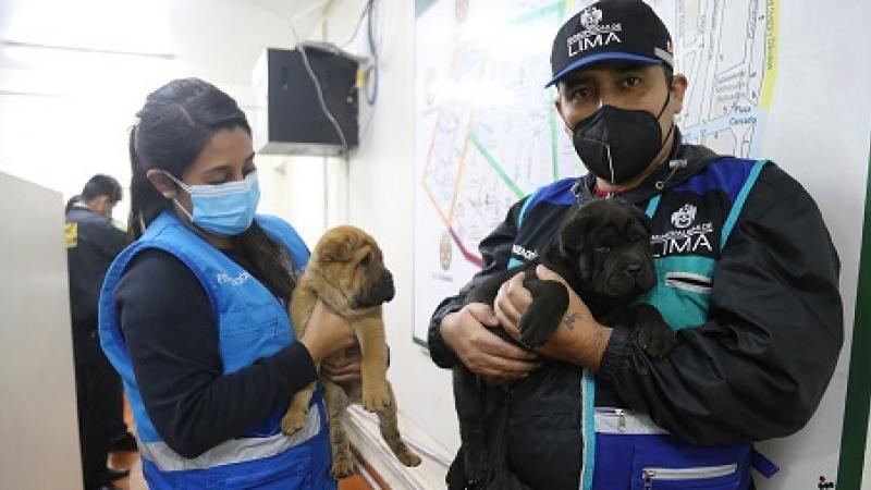 Intervienen a vendedores de animales en Mesa Redonda | Nacional